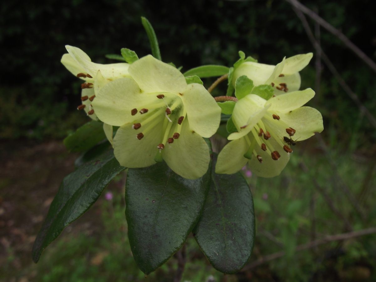 R. brachyanthum ssp. brachyanthum
